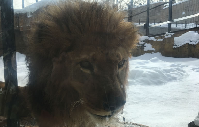 旭山動物園のライオン