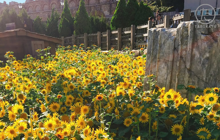 ディズニーのメディテレーニアンハーバーの花壇