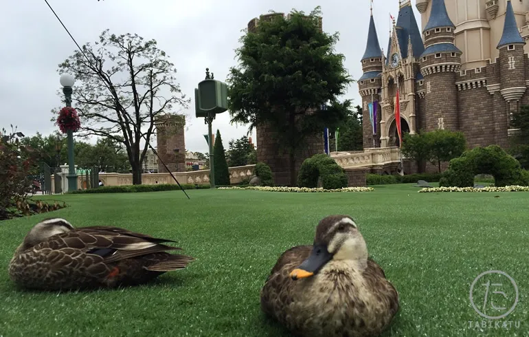 ディズニーのパークにいるカモ