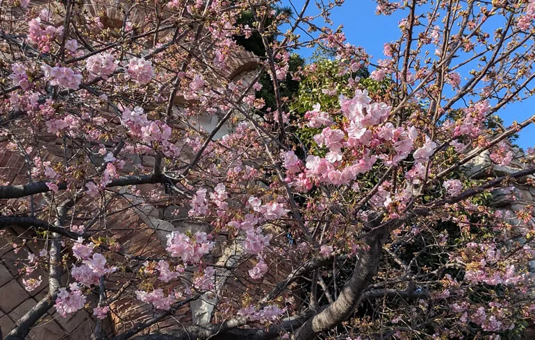 ディズニーシーの河津桜