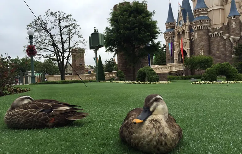 パークにいるカモ