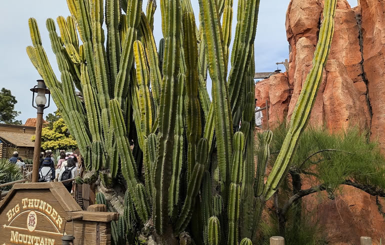 ビッグサンダーマウンテン入口のサボテン